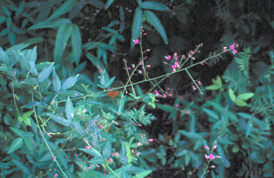 the entire plant