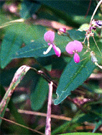 flowers up close