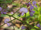 flowers up close