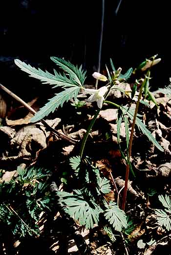 leaves and flowers