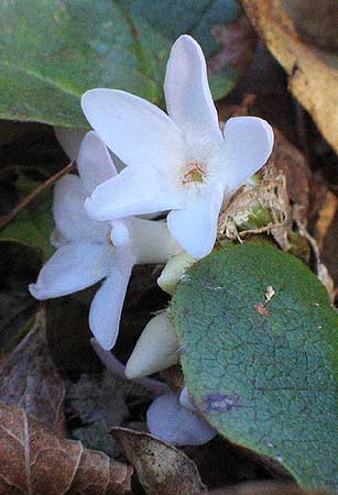 close up of flower