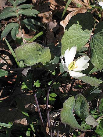 flower and leaf