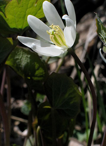 flower  up close