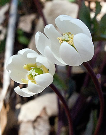 a double flower