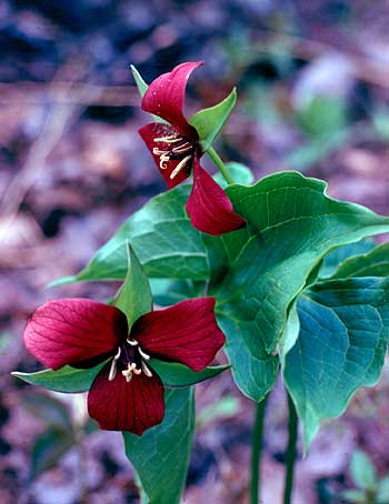 deep red flowers