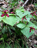 cluster of plants
