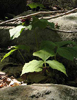 a shade plant