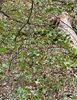 a hillside of flowers
