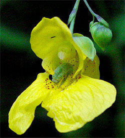 flower with worm