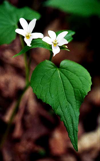 flower and leaf