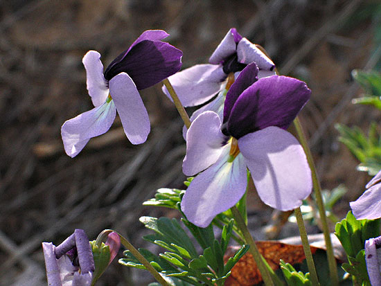 flowers up close