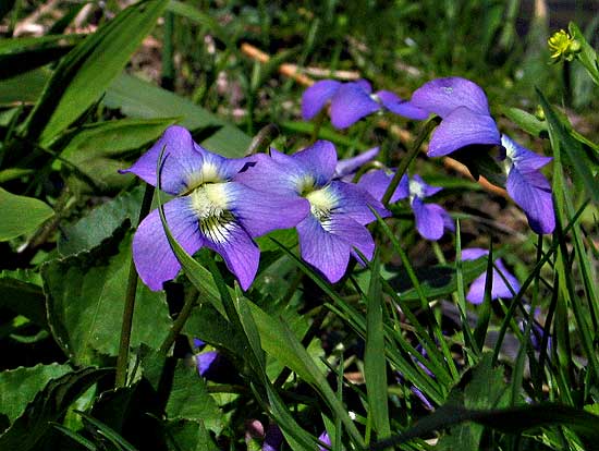 cluster of flowers