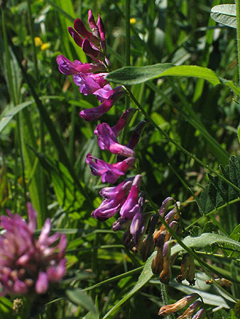 flowers, lelaves and vine