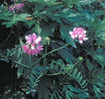 flowers, leaves and vine