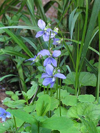 flowers and leaves