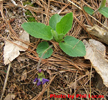 leaves and flower