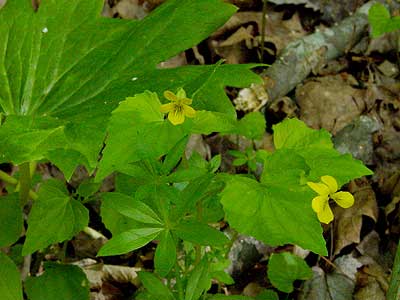 flower and leaves