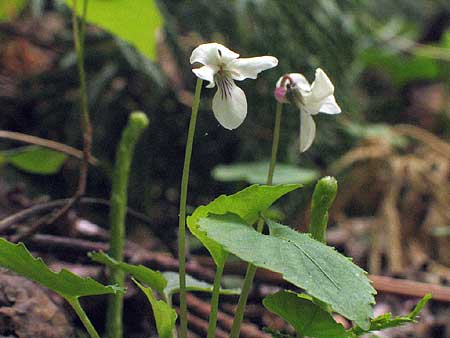 flower and leaves