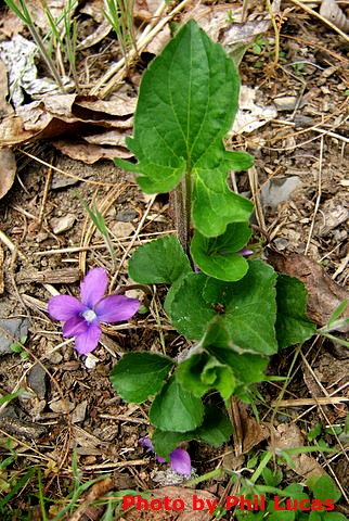 flower and leaves