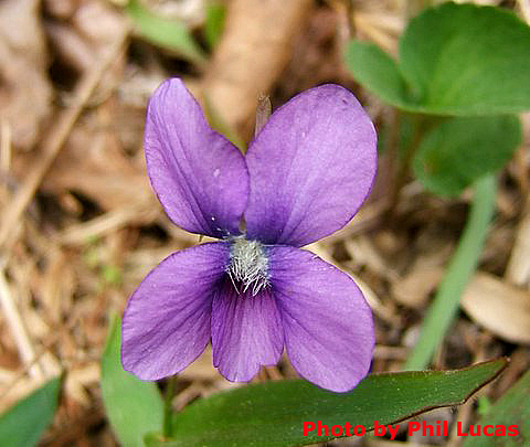 flower up close