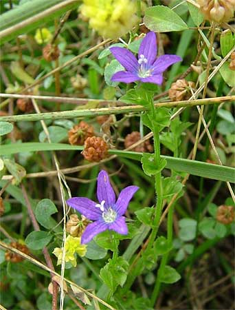 flowers and leaves
