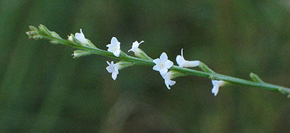 the flower head