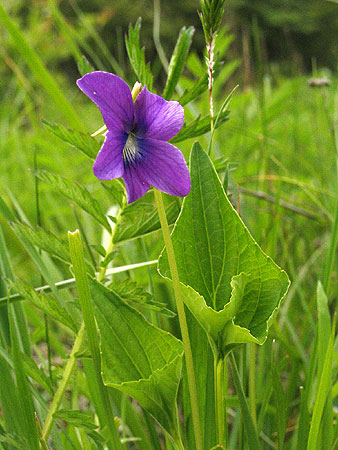 flower up close, note color variation
