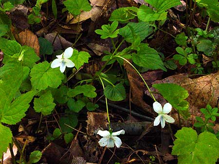 small flower and leaves