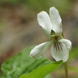 flower up close