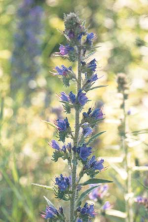 flower spike