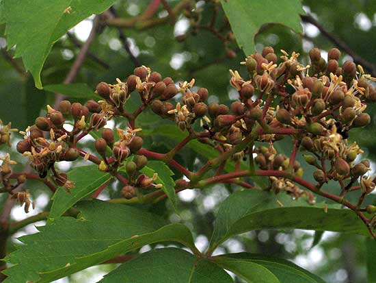 the flowers on the vine