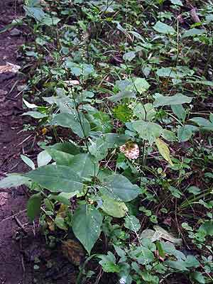 basal leaves and long flower spikes