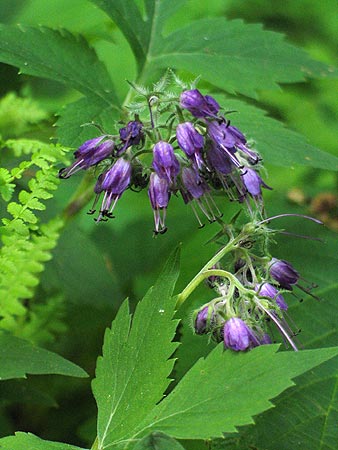flowers and leaves