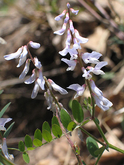 flower spike