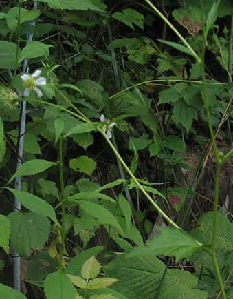 the entire plant