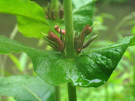 flowers up close