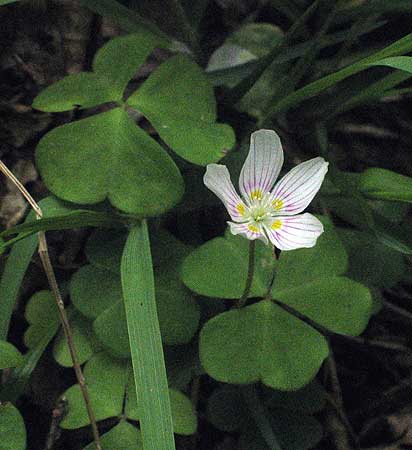 colorful flower and leaves