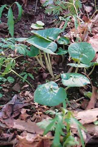 the plant