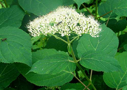flowers and leaves