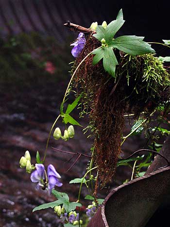 flowers and leaves