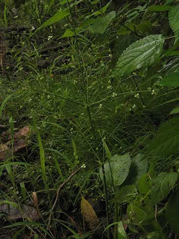 leaves and flowers