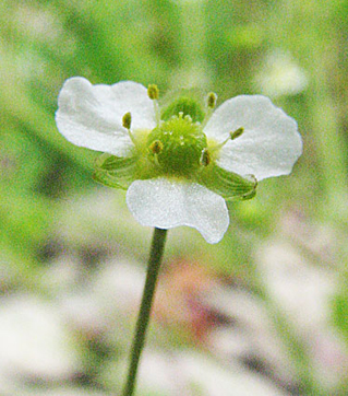 the small flower up close