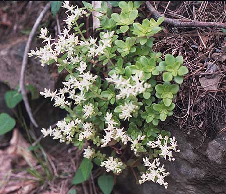 the small plant leaves and flowers