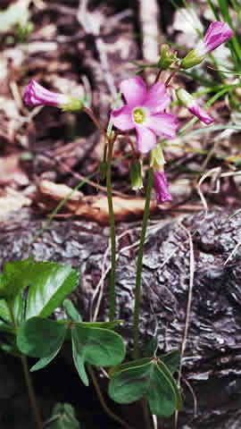 flower and lelaves