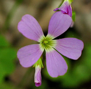 close up of the flower