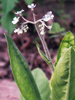 flower and leaves