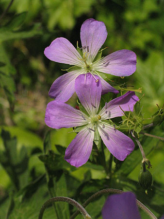 flowers up close