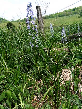 flower spike and leaves