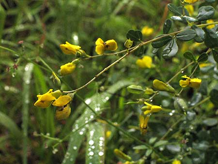 pea-like flowers and leaves