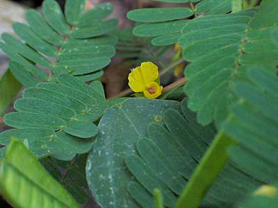 leaves and flower